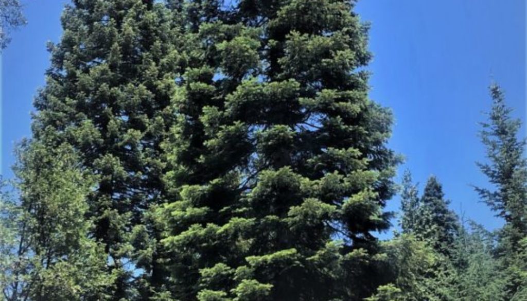 2021 U.S. Capitol Christmas Tree - Six Rivers National Forest