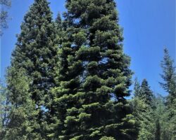 2021 U.S. Capitol Christmas Tree - Six Rivers National Forest