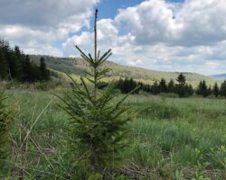 48003032212_078e808c10_c