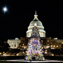 US Capitol Christmas Tree