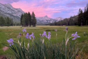 piute iris 1