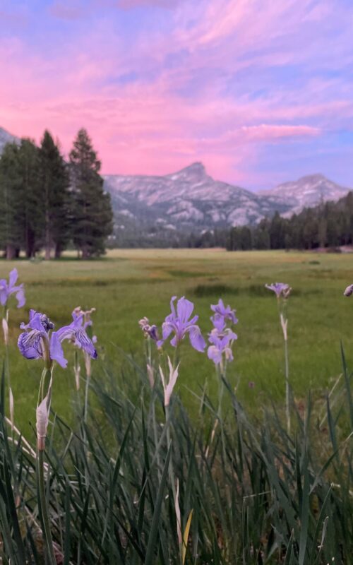 piute iris 1