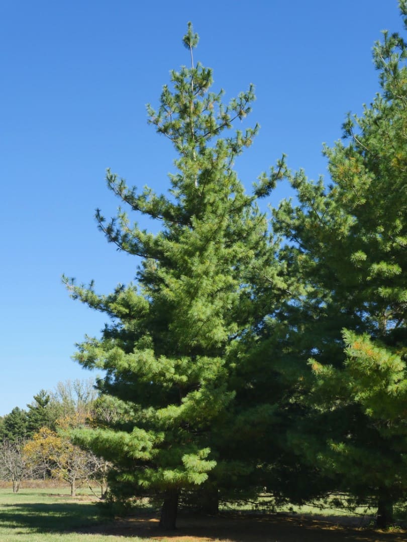 Eastern White Pine
