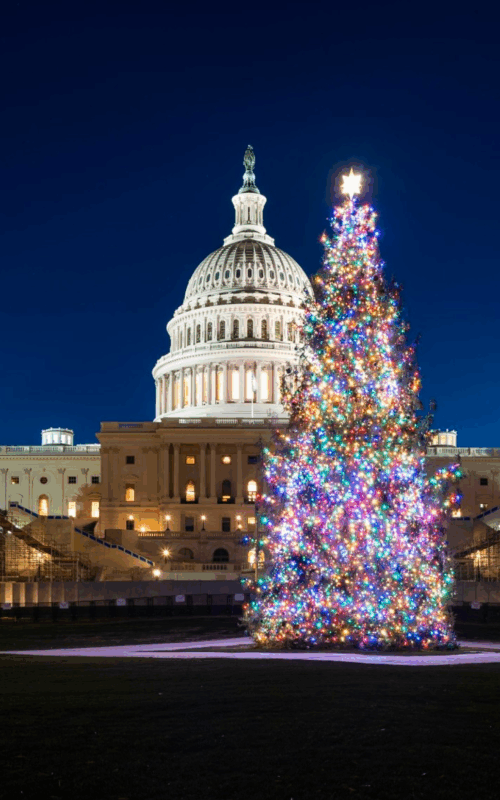 img_CapitolTree