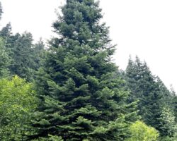 uSCCT tree
