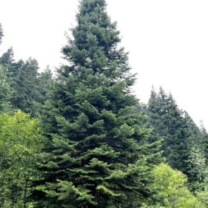 uSCCT tree