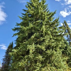 2026 Peoples Tree Final